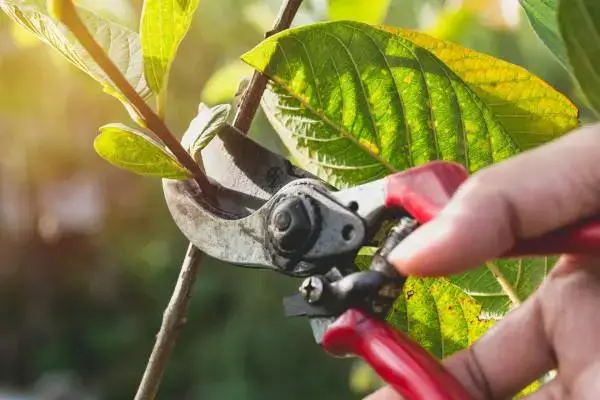 How to Prune Different Types of Plants